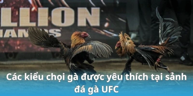 Các kiểu chọi gà được yêu thích tại sảnh đá gà UFC