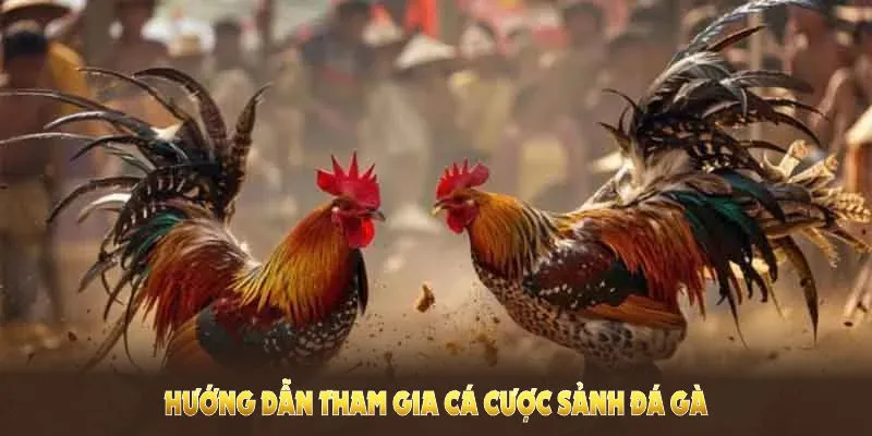 Hướng dẫn tham gia cá cược sảnh DIG đá gà thuận tiện