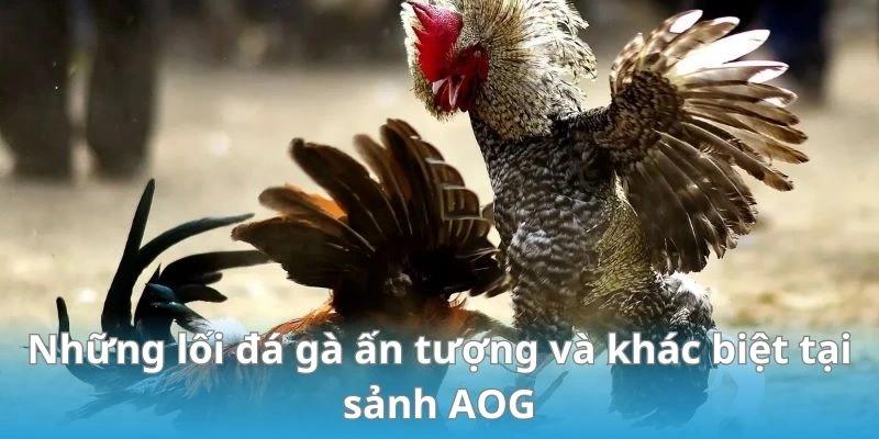 Những lối đá gà ấn tượng và khác biệt tại sảnh AOG