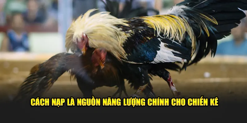 Cách nạp là nguồn năng lượng chính cho chiến kê