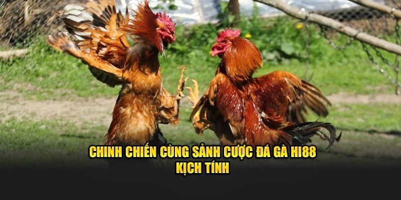 Chinh chiến cùng sảnh cược đá gà Hi88 kịch tính