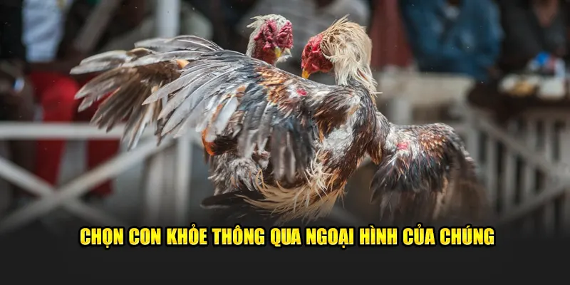 Chọn gà chọi nòi khỏe thông qua ngoại hình của chúng