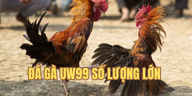 Đá gà UW99 có lượng trận đấu mỗi ngày cao