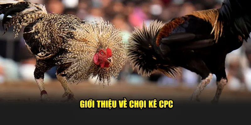 Giới thiệu về chọi kê CPC