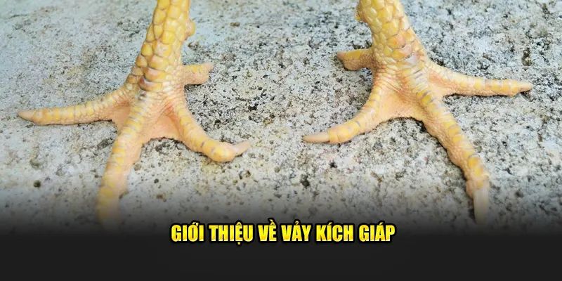 Giới thiệu về vảy kích giáp