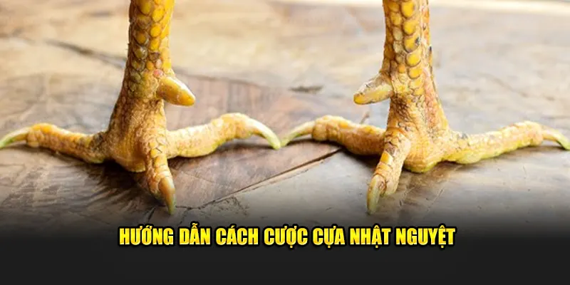 Hướng dẫn cách cược cựa Nhật Nguyệt