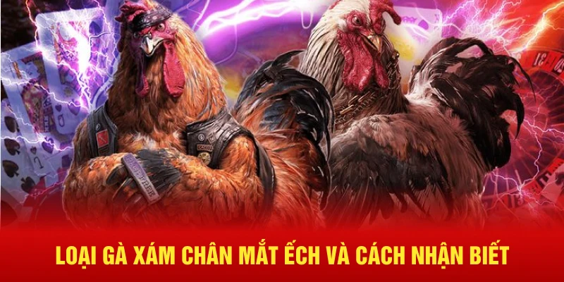 Loại gà xám chân mắt ếch và cách nhận biết 