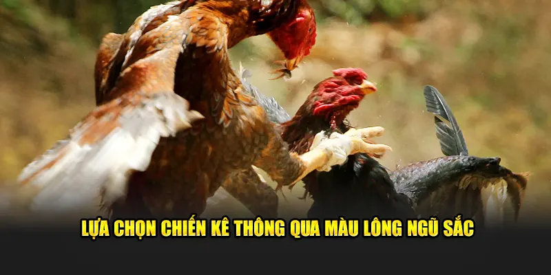 Lựa chọn chiến kê thông qua màu lông ngũ sắc