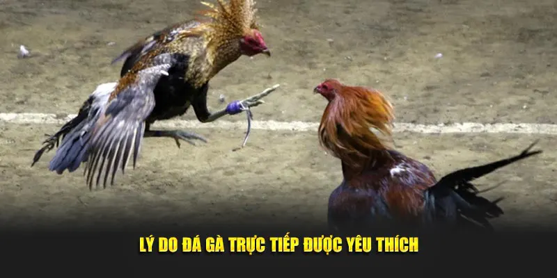 Lý do vì sao đá gà trực tiếp được yêu thích