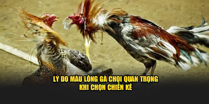 Lý do màu lông gà chọi quan trọng khi chọn chiến kê