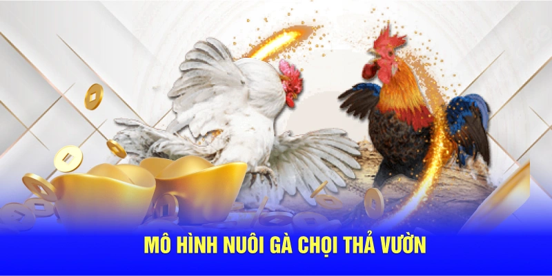 Mô hình nuôi gà chọi thả vườn