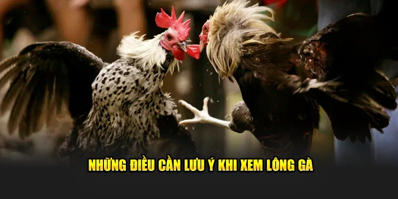 Những điều cần lưu ý khi xem lông gà