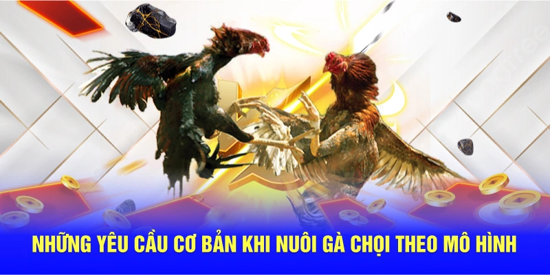 Những yêu cầu cơ bản khi nuôi gà chọi theo mô hình