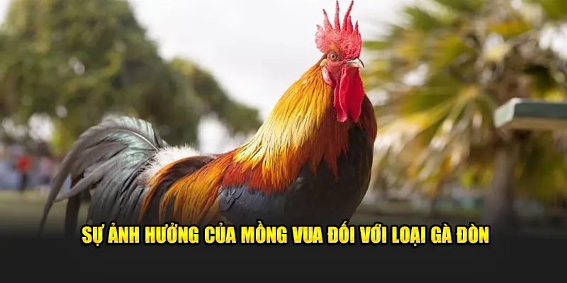 Sự ảnh hưởng của mồng vua đối với loại gà đòn