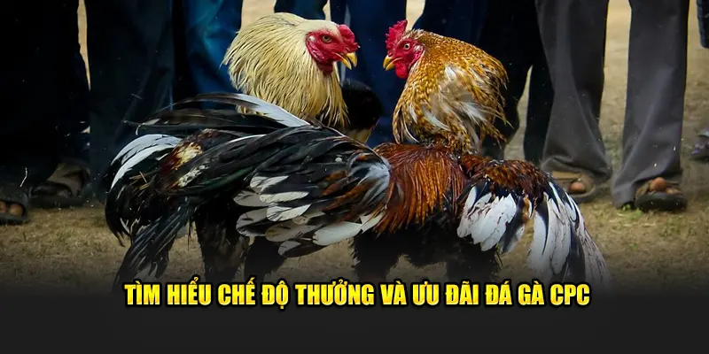 Tìm hiểu chế độ thưởng và ưu đãi đá gà CPC