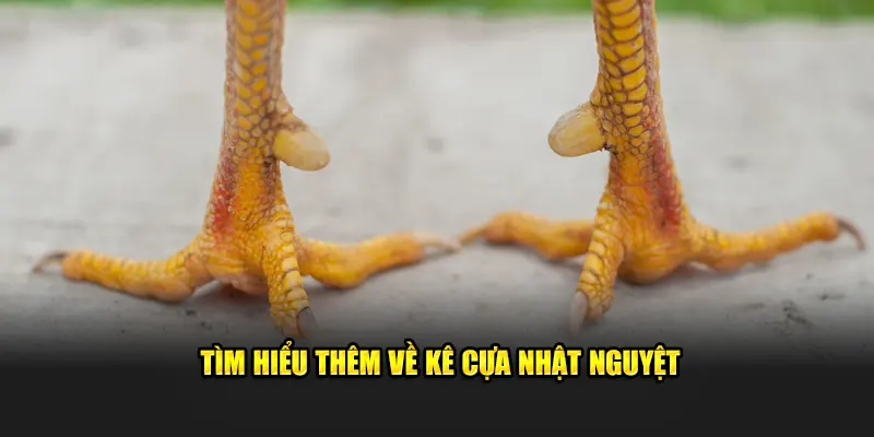 Tìm hiểu thêm về kê cựa Nhật Nguyệt