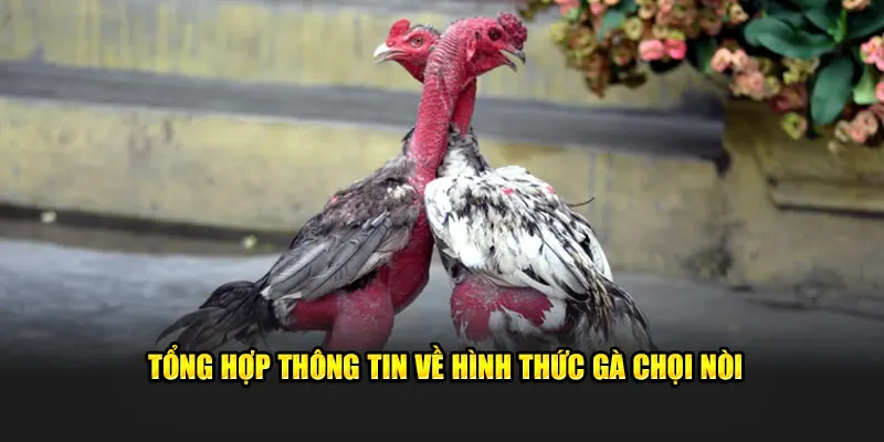 Tổng hợp thông tin về gà chọi nòi thú vị trên thị trường