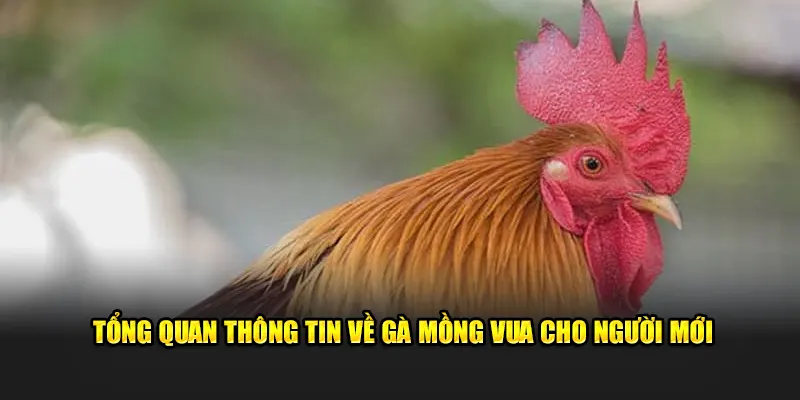 Tổng quan thông tin về giống gà mồng vua cho tân binh mới