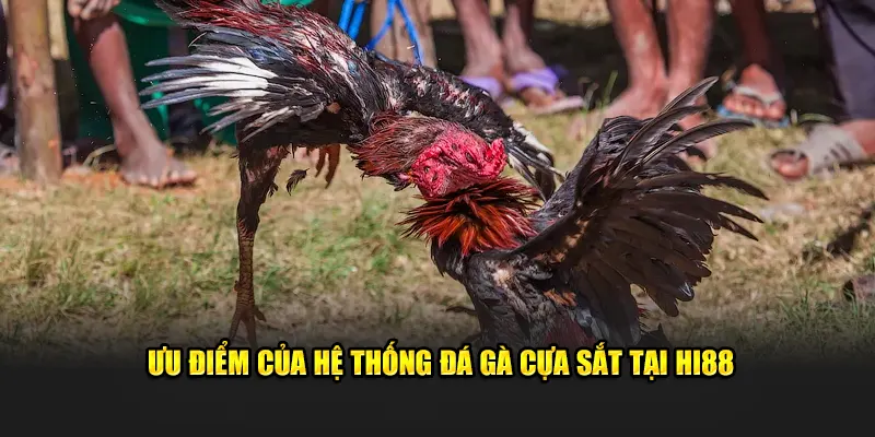 Ưu điểm của hệ thống đá gà cựa sắt tại Hi88