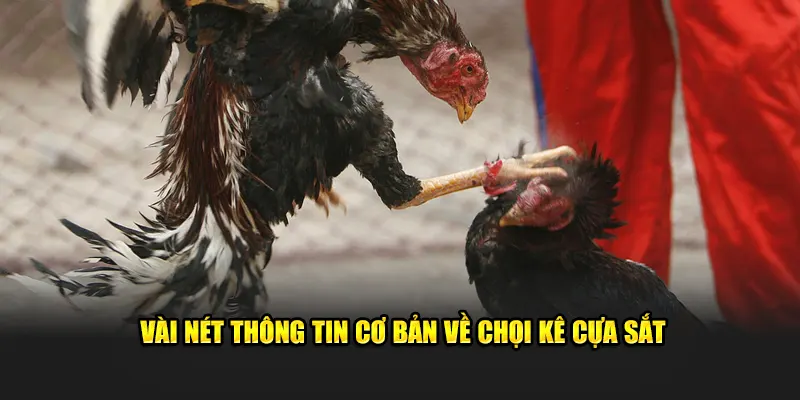 Vài nét thông tin cơ bản về chọi kê cựa sắt