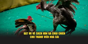 Cách vần gà chọi chiến