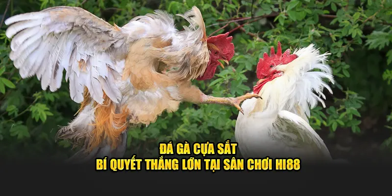 Đá Gà Cựa Sắt