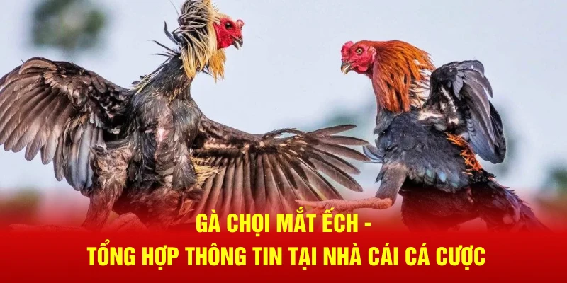 Gà chọi mắt ếch