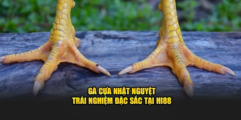 Gà cựa Nhật Nguyệt