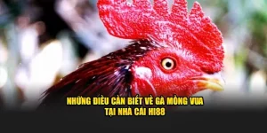 Gà mồng vua