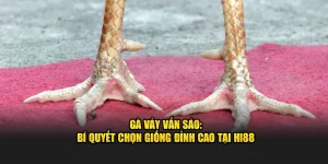 Gà Vảy Vấn Sáo