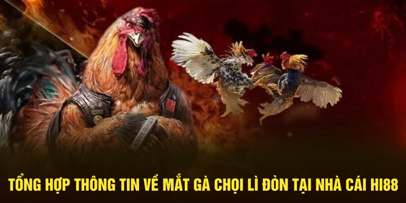 Mắt gà chọi lì đòn