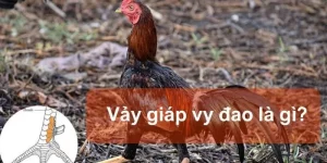 Vảy giáp vy đao