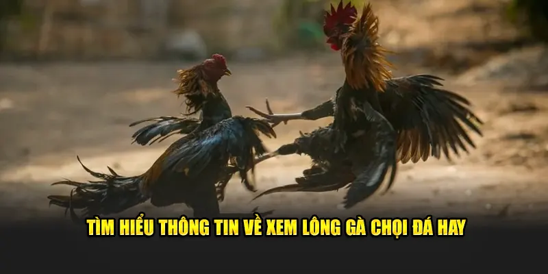 Xem lông gà chọi đá hay